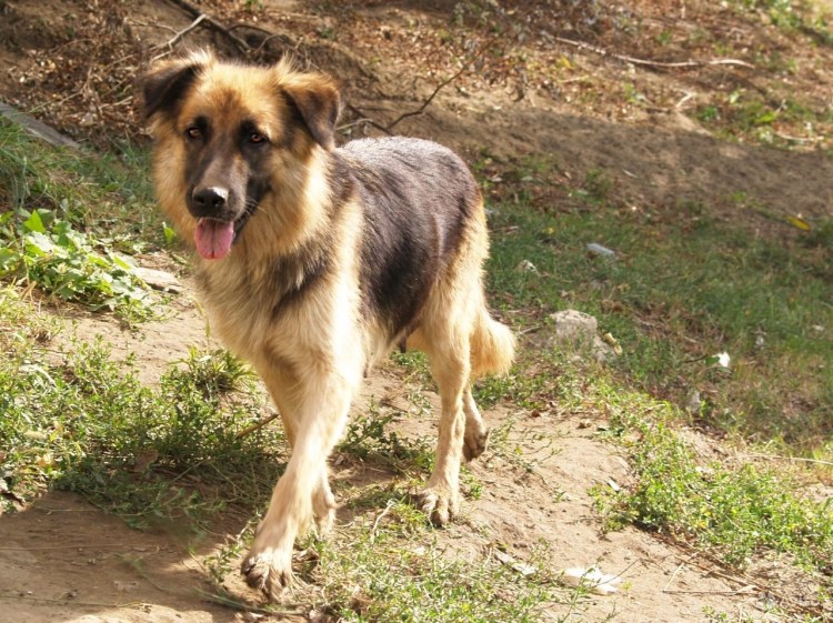 Метис хаски алабай