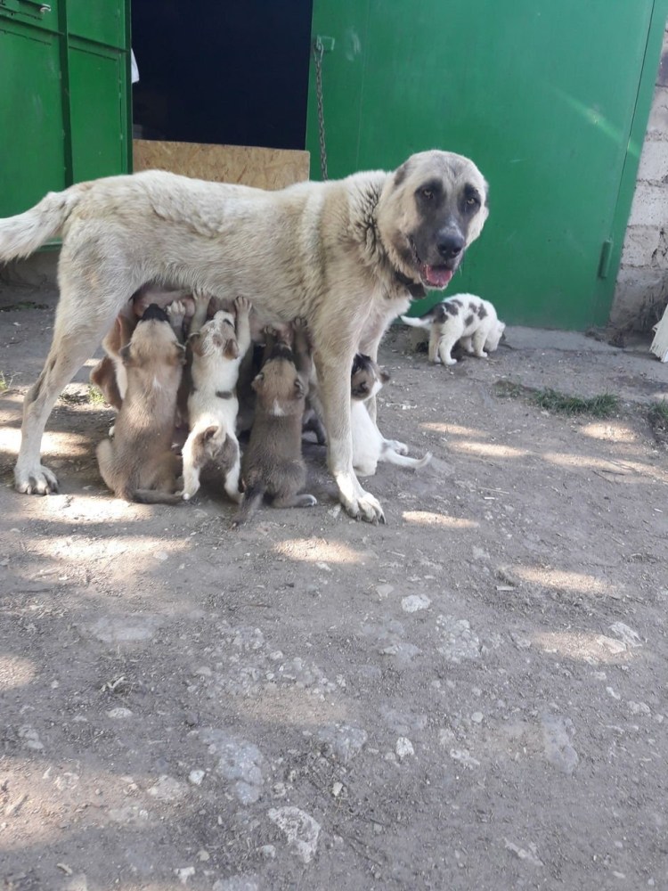 Щенок метис кавказской овчарки 3 4 месяца