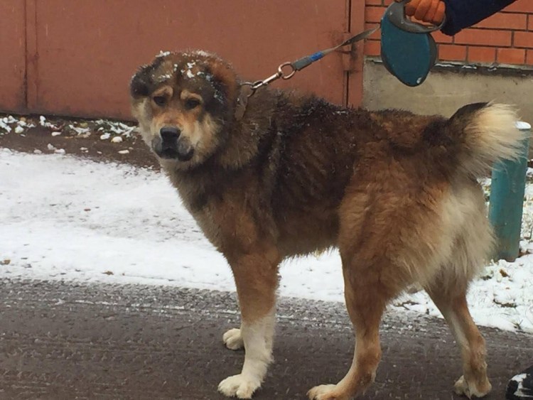 Алабай с дворнягой