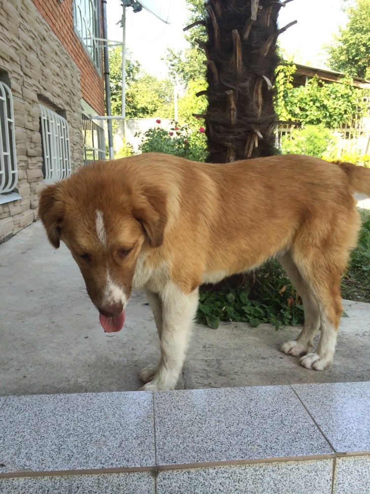 Дворняга полосатая