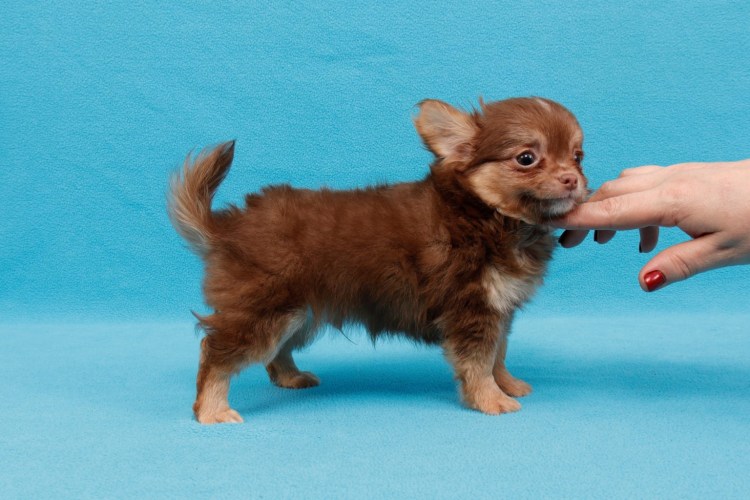 Чихуахуа темный шоколад длинношерстный