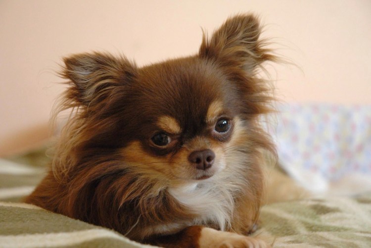 Чихуахуа коричневый длинношерстный