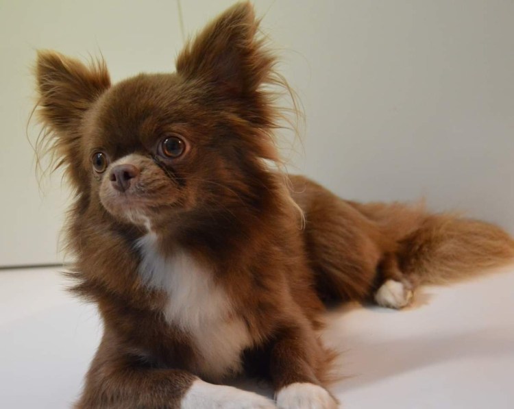 Чихуахуа шоколад длинношерстный