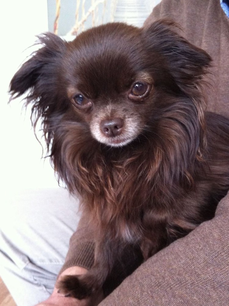 Чихуахуа Хуа пушистая