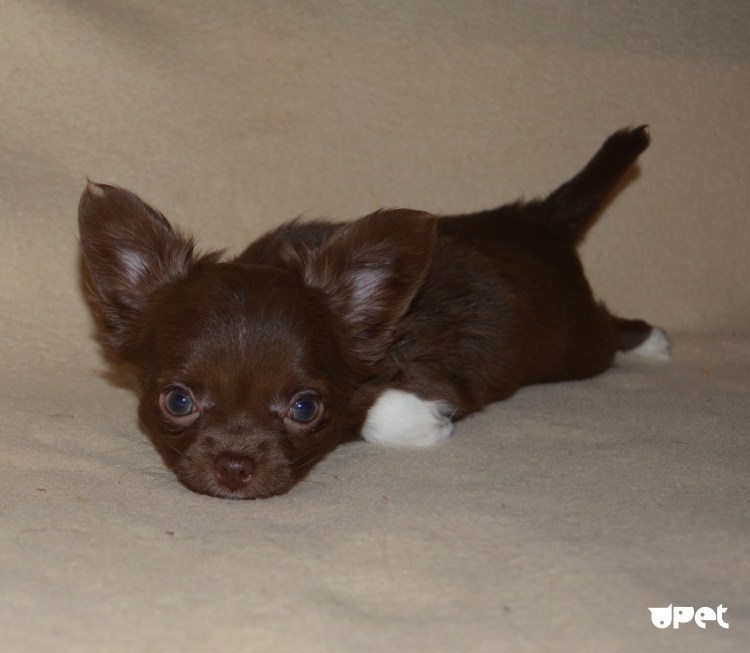 Чихуахуа Мерле длинношерстный