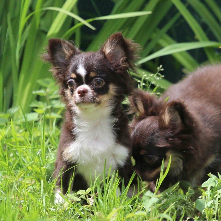 Чихуахуа длинношерстный Горький шоколад