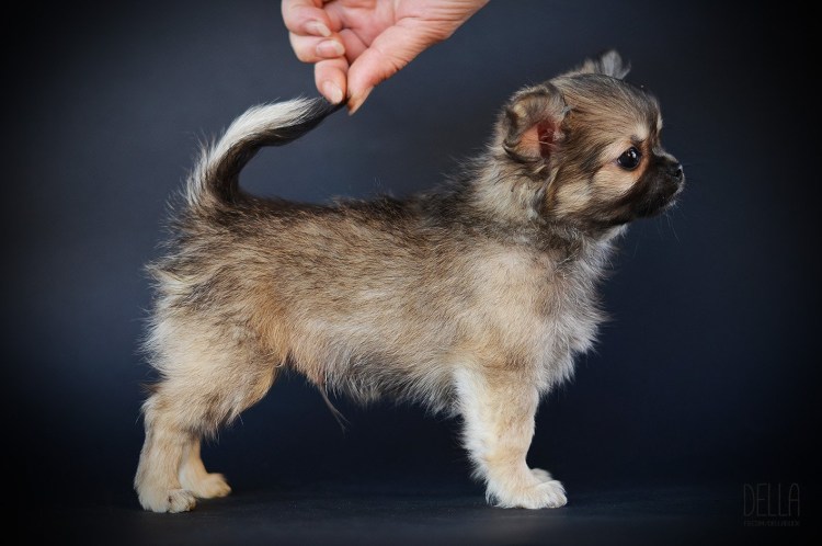 Чихуахуа собачка длинношерстная