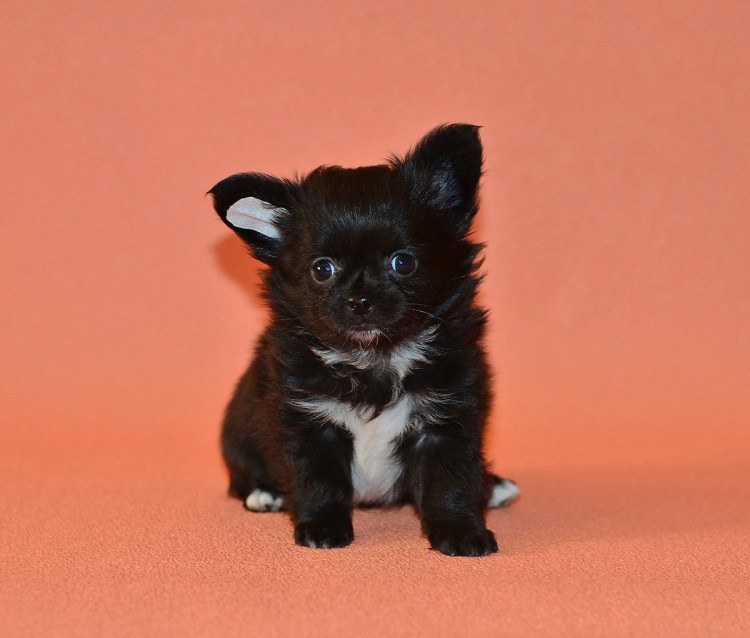 Чивава Чивава собака