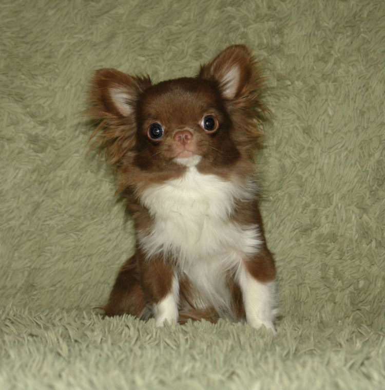 Чихуахуа стандарт длинношерстные