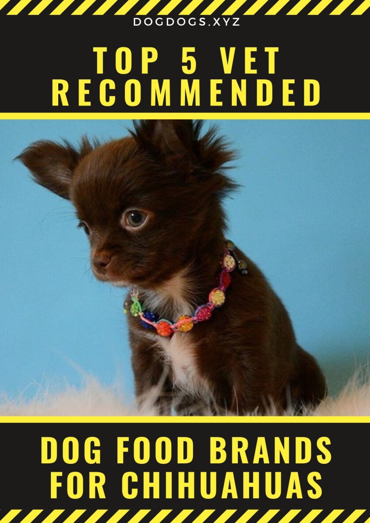 Чихуахуа длинношерстные шоколадные с белым