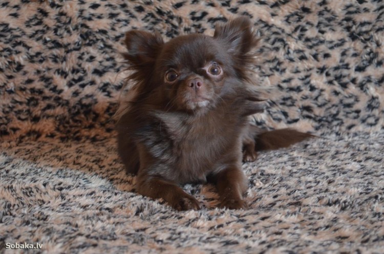 Чихуахуа длинношерстные шоколадные