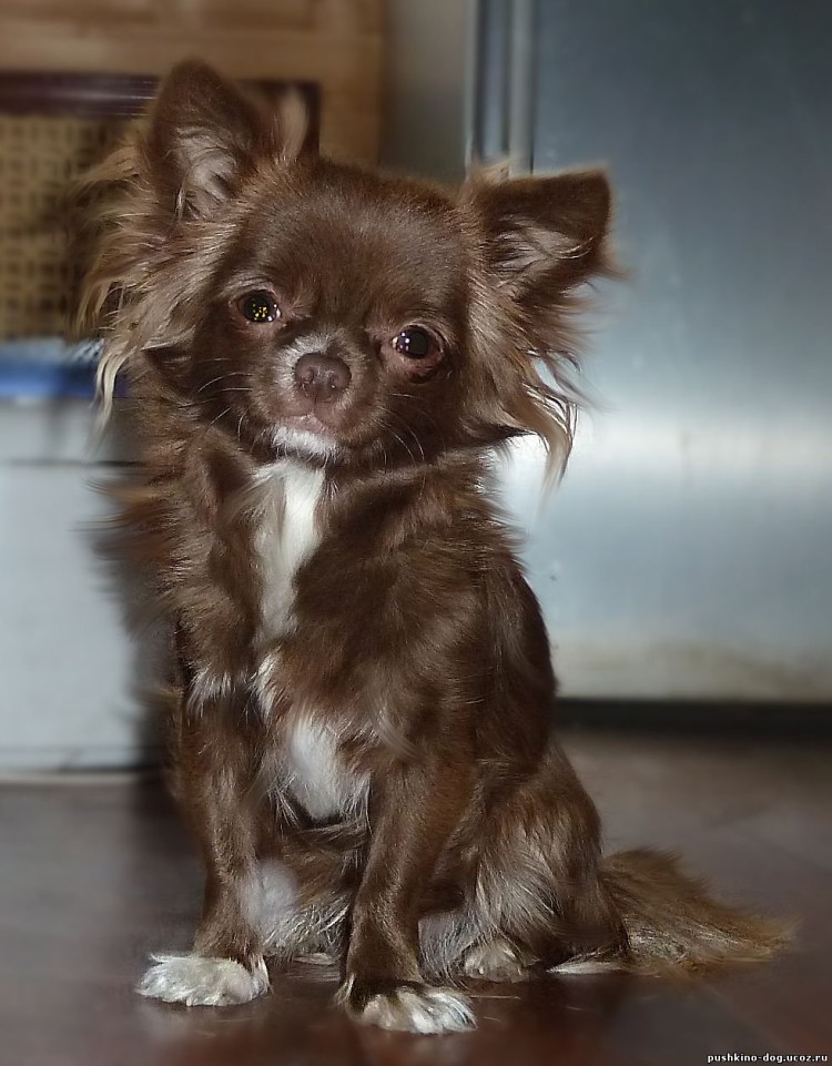 Чихуахуа кобби длинношерстный шоколадный