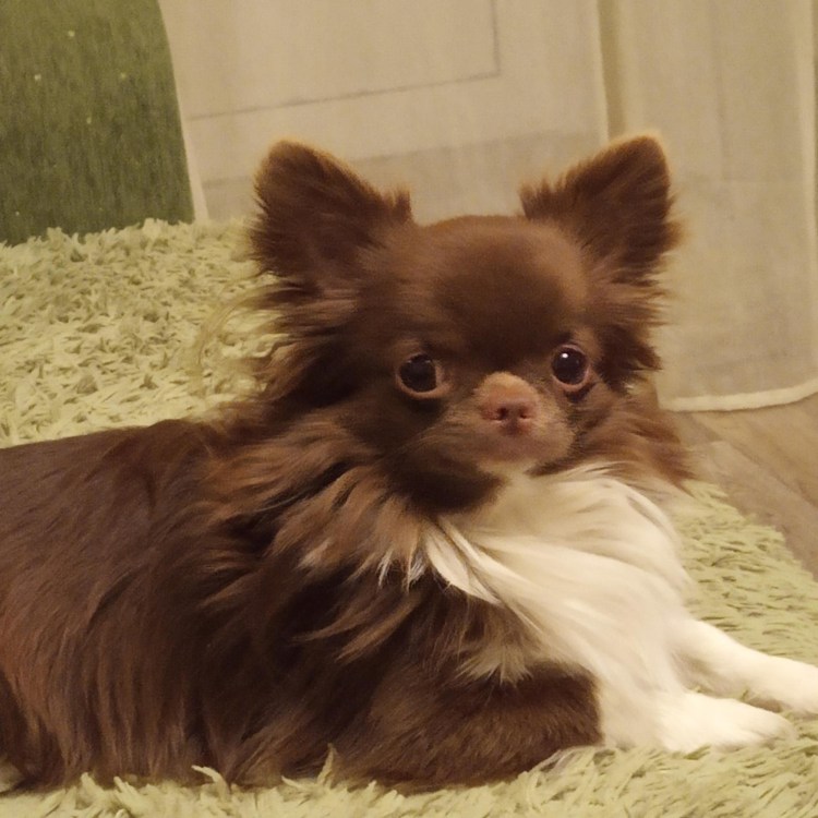 Чихуахуа длинношерстные