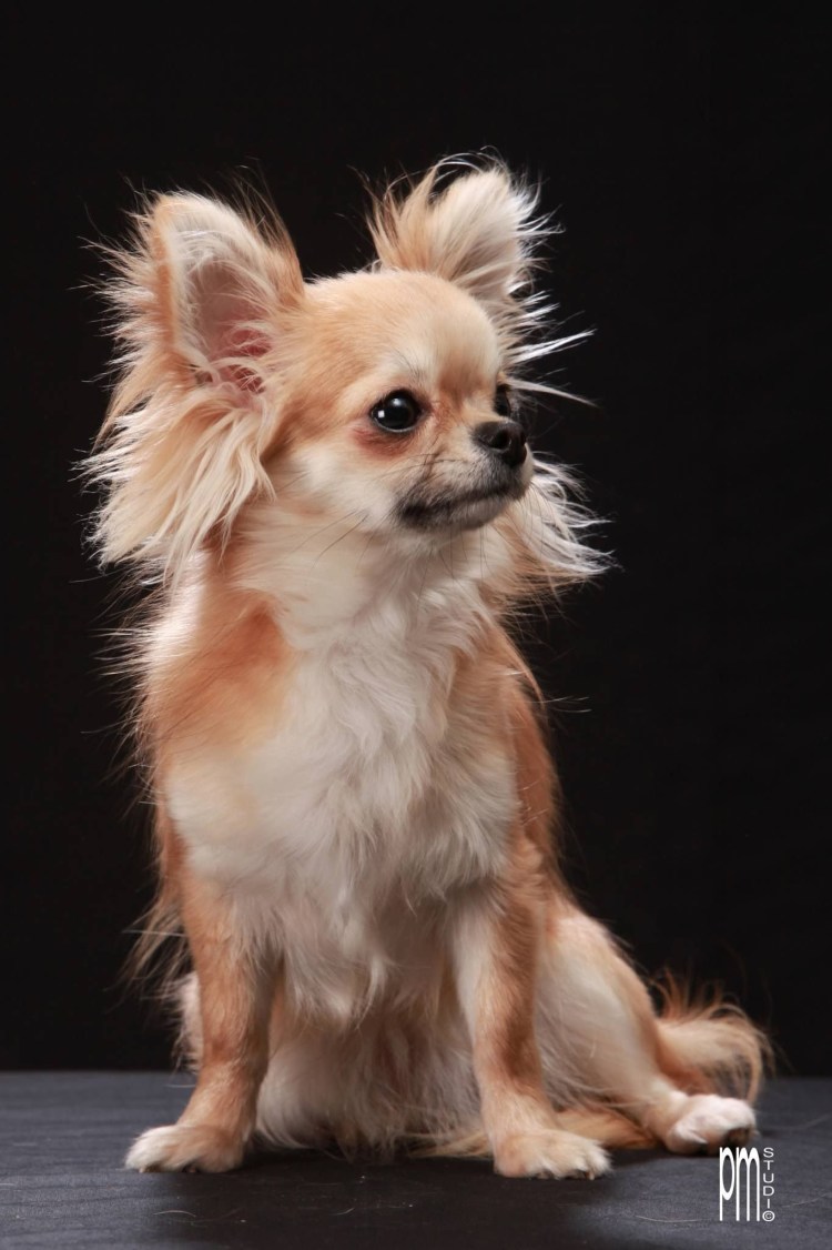 Чихуахуа длинношерстные черные че