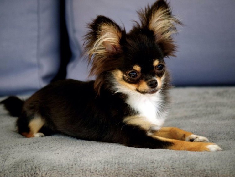 Чихуахуа щенок длинношерстный шоколадный