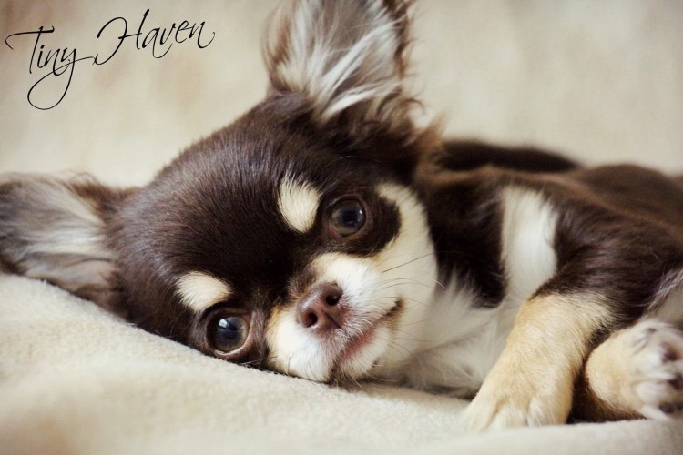 Чихуахуа длинношерстные