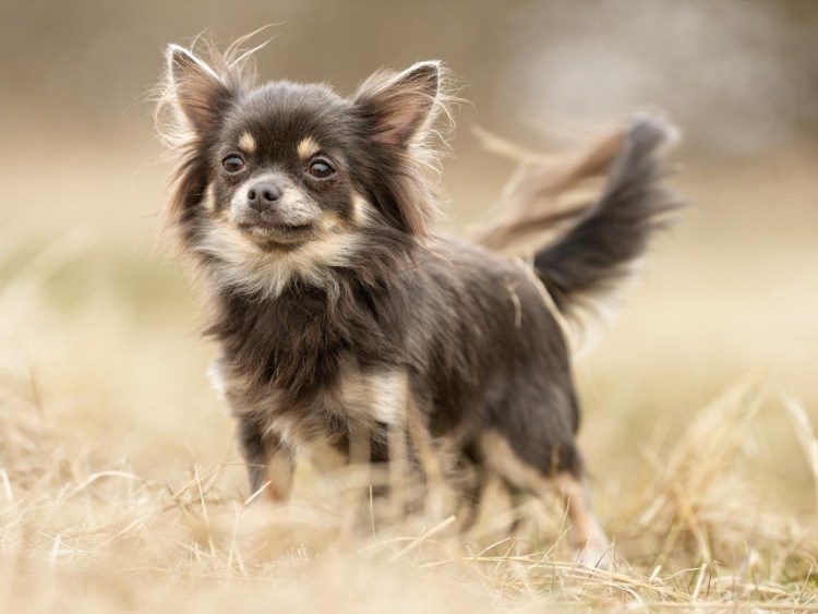 Мексиканский чихуахуа длинношерстный