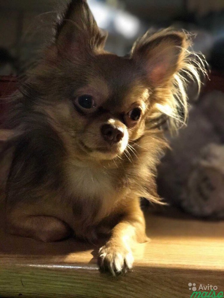 Чихуахуа Мерле длинношерстный