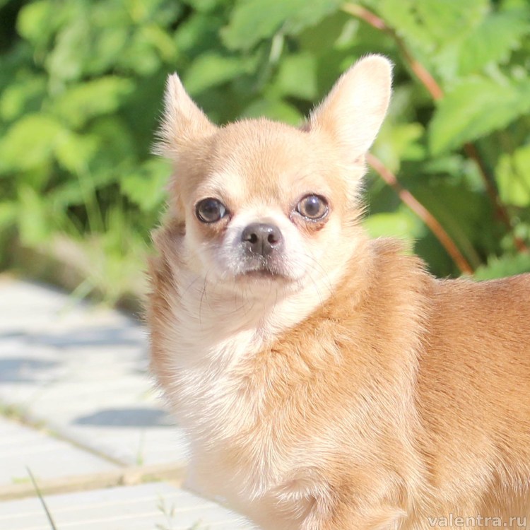Чихуахуа длинношерстные подпалый