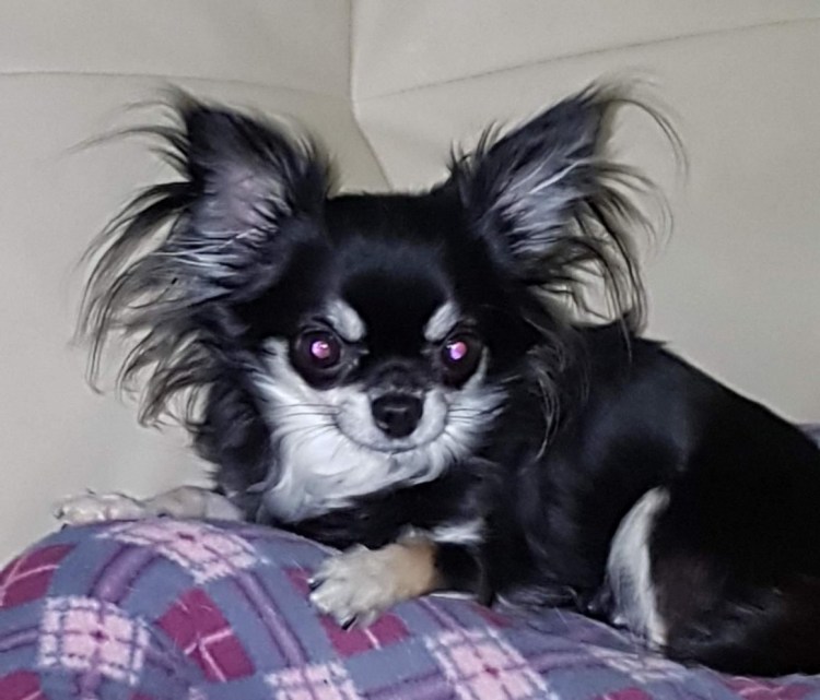 Чихуахуа коричневый длинношерстный