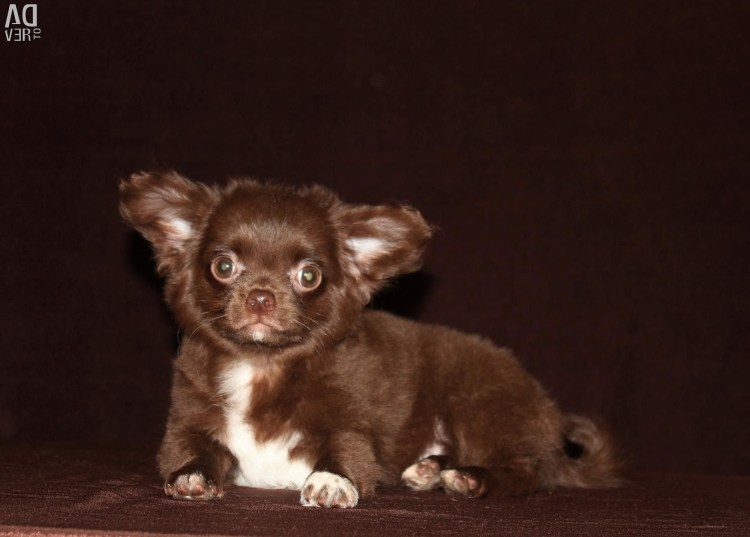 Чихуахуа длинношерстные коричневые с белым