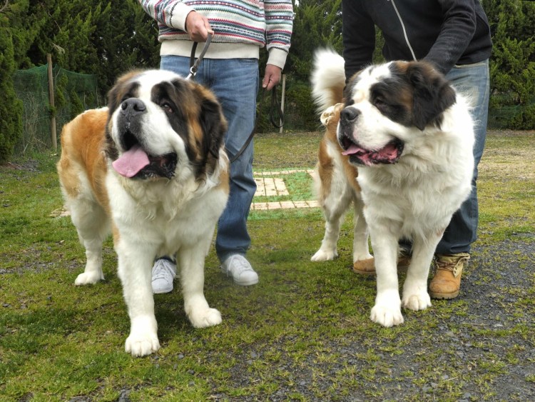Сенбернамосковская сторожевая собака