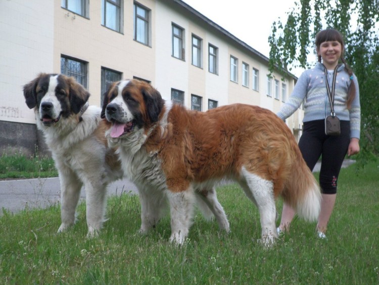 Московская сторожевая собака и Сенбернар