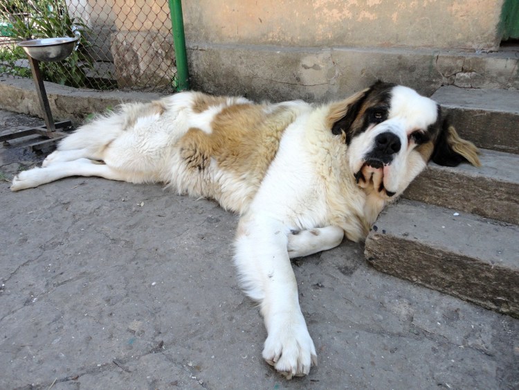 Московская сторожевая и Сенбернар отличия