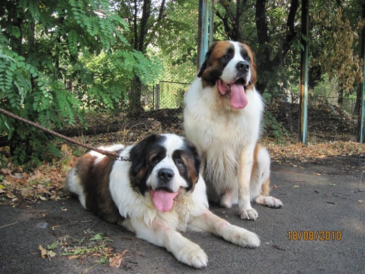 Сенбернар Барри