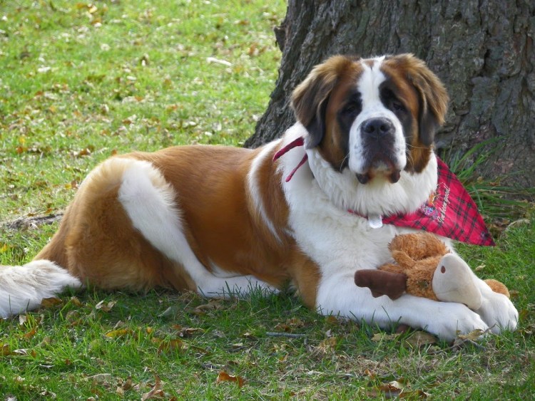 Чёрный Сенбернар порода