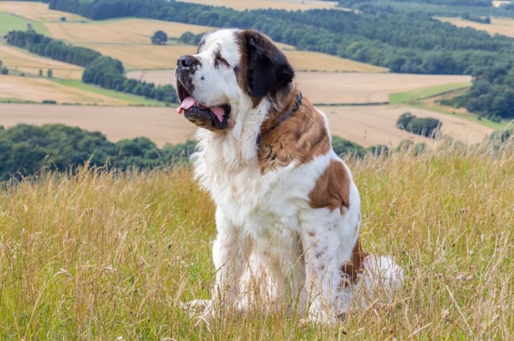 Сенбернамосковская сторожевая собака