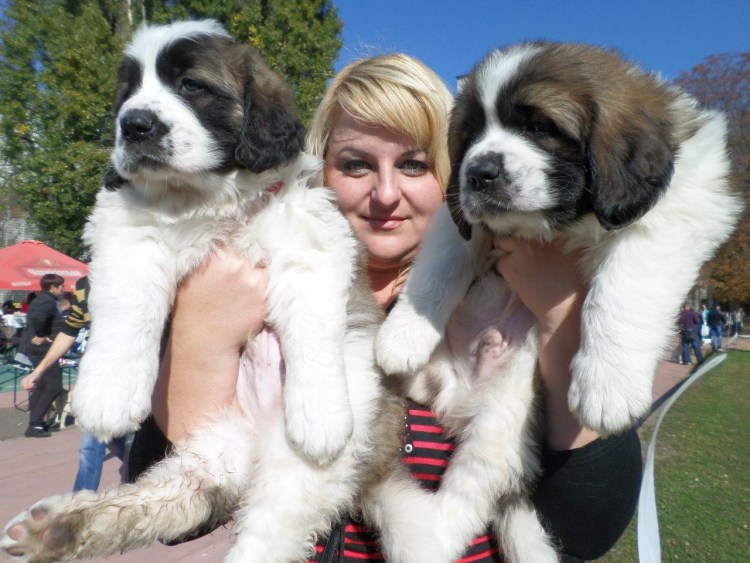 Помесь сенбернара и Московской сторожевой