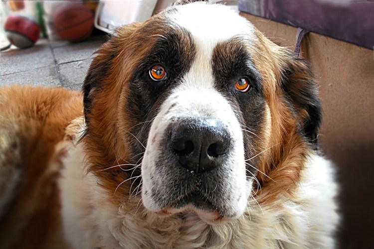 Порода Сенбернар и Московская сторожевая