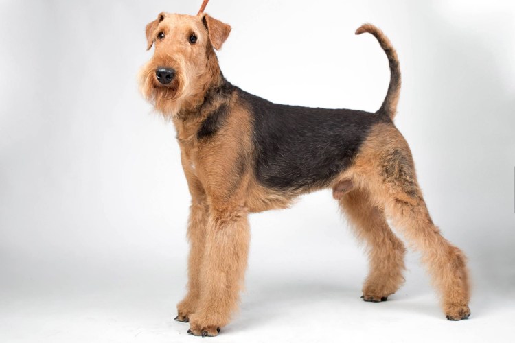 Вельштерьер жесткошерстный