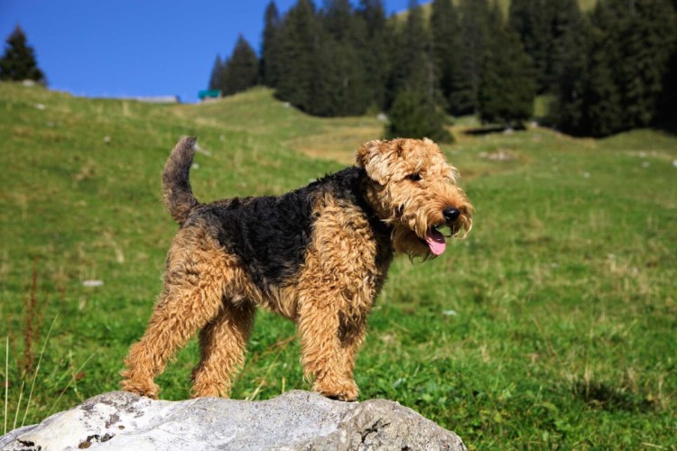 Порода Эрдельтерьер