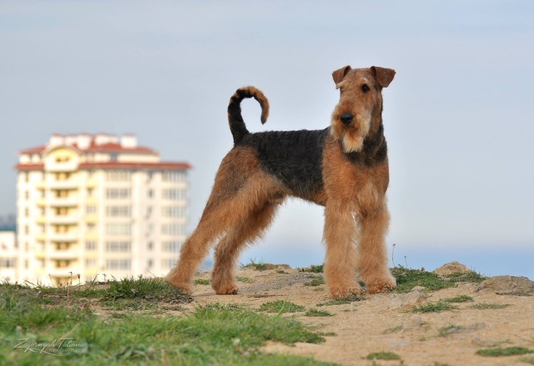 Порода собак Эрдельтерьер