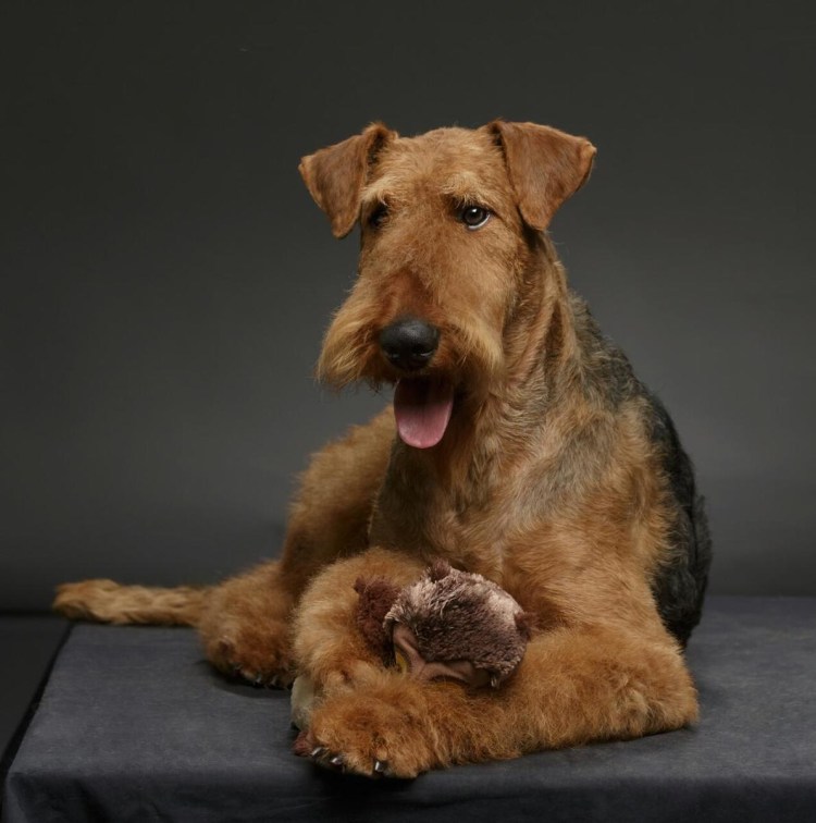 Терьер Эрдельтерьер