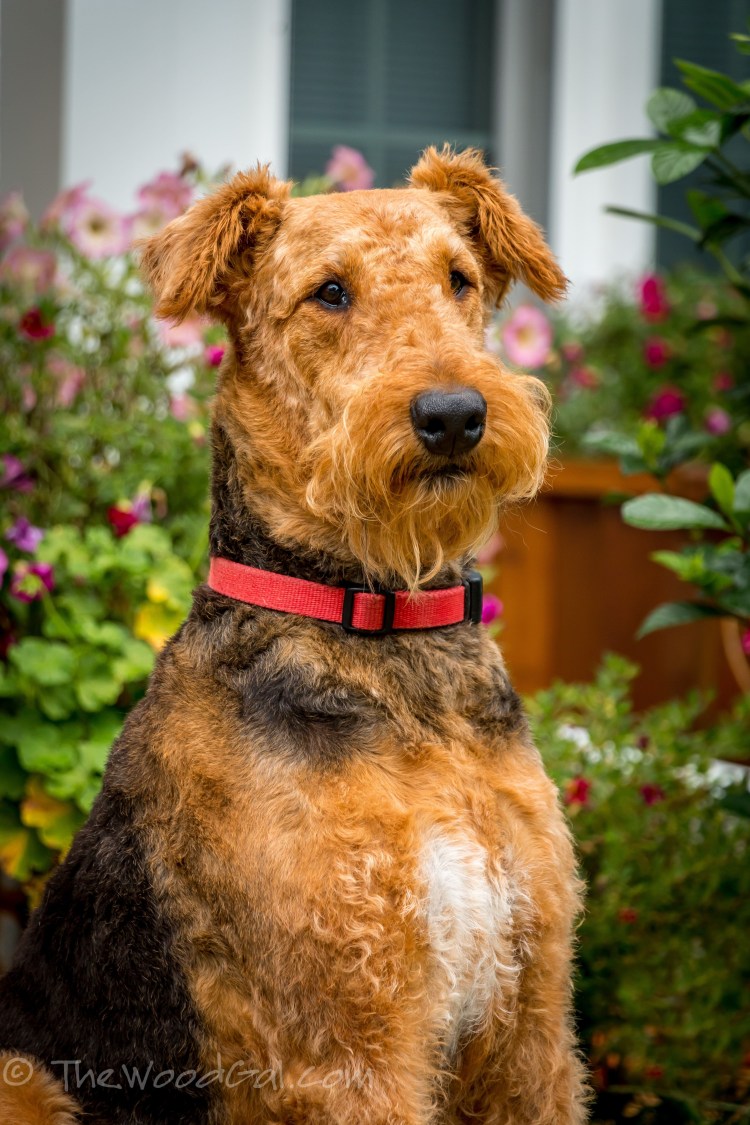 Вельштерьер порода собак