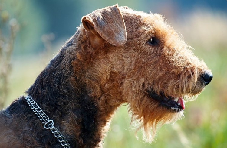 Эрдельтерьер собака