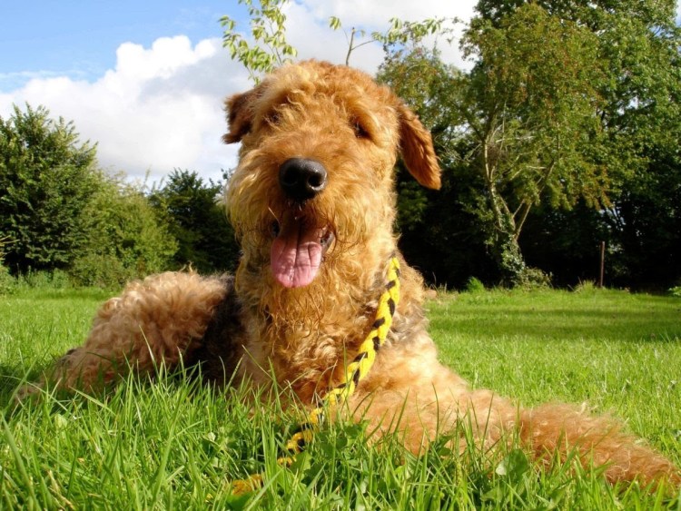 Вельштерьер жесткошерстный