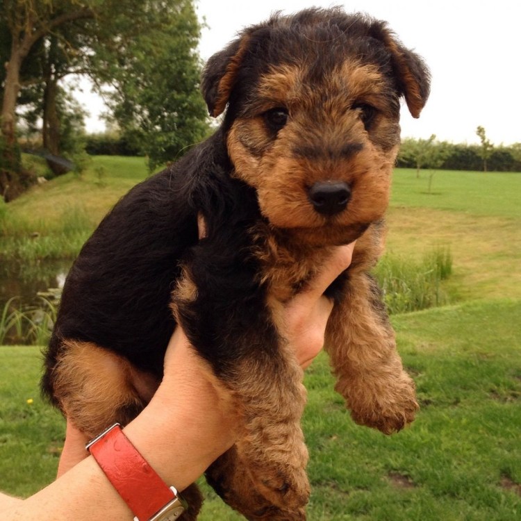 Эрдельтерьер карликовый