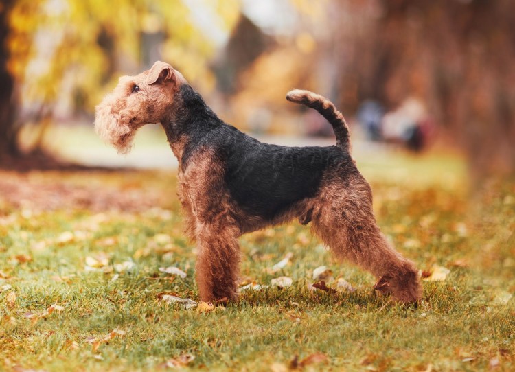 Эрдельтерьер гладкошерстный