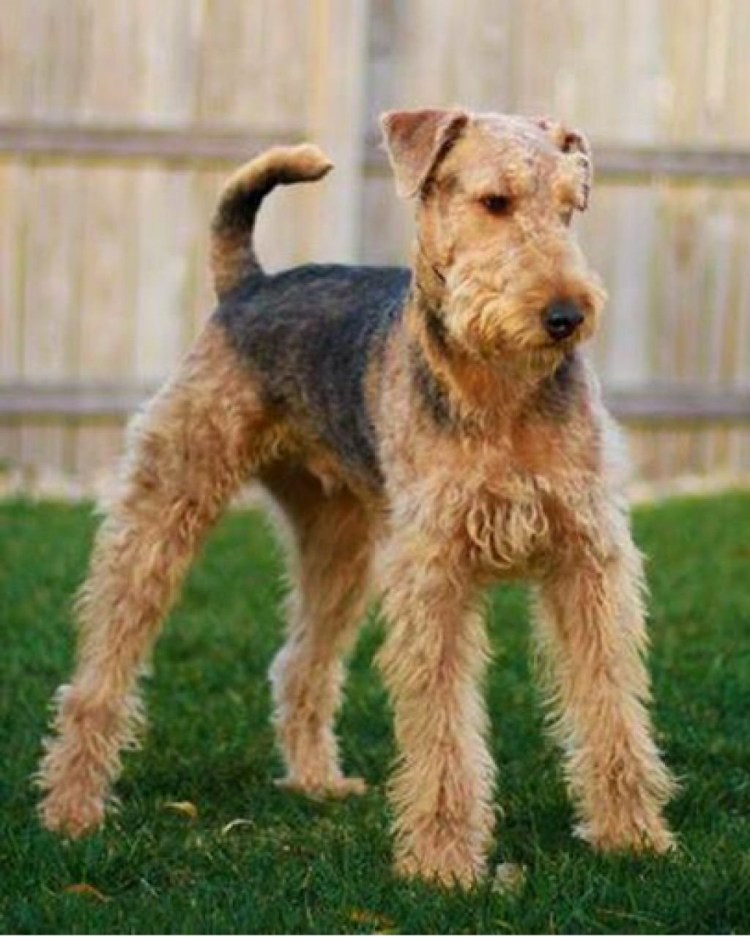 Эрдельтерьер гладкошерстный