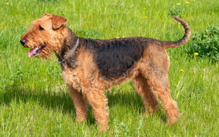 Порода собак Эльдертерьер