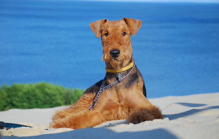 Вельш Эрдельтерьер