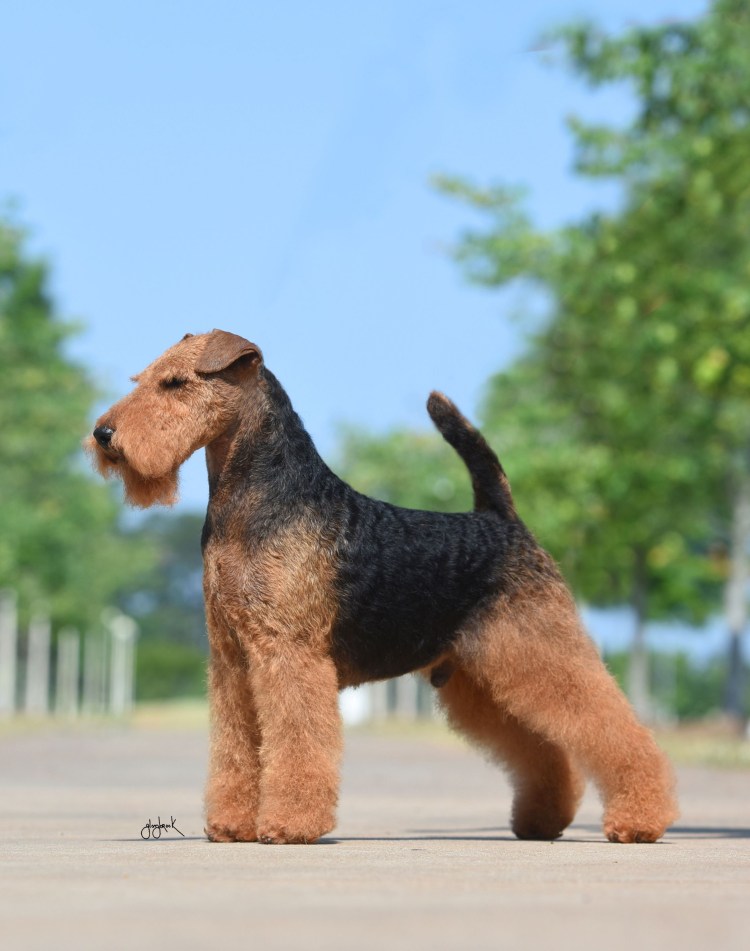 Собака Вельштерьер