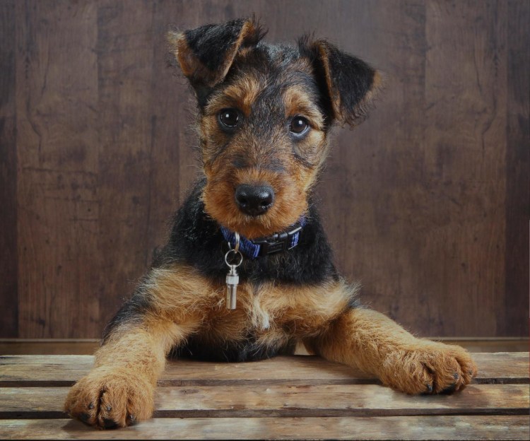 Уайт терьер Эрдельтерьер