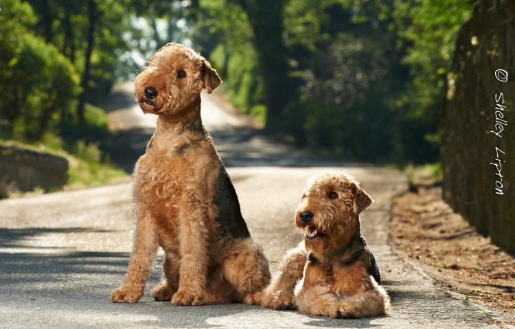 Эрдельтерьер хвост