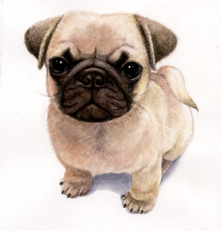 Мопс трафарет