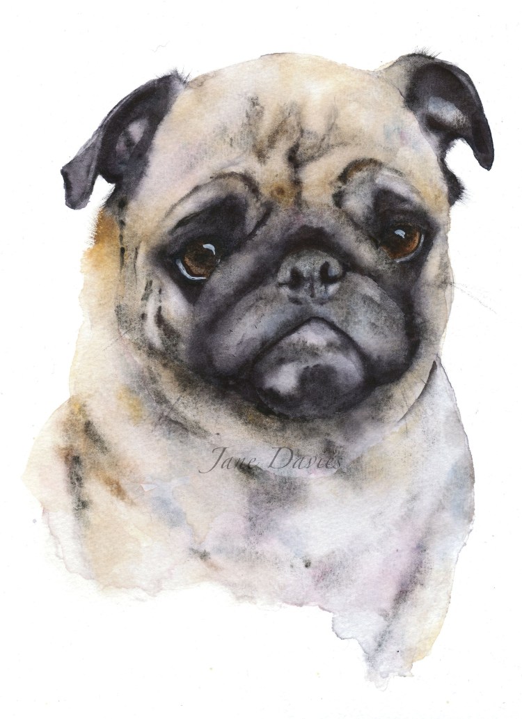 Морда МОПСА